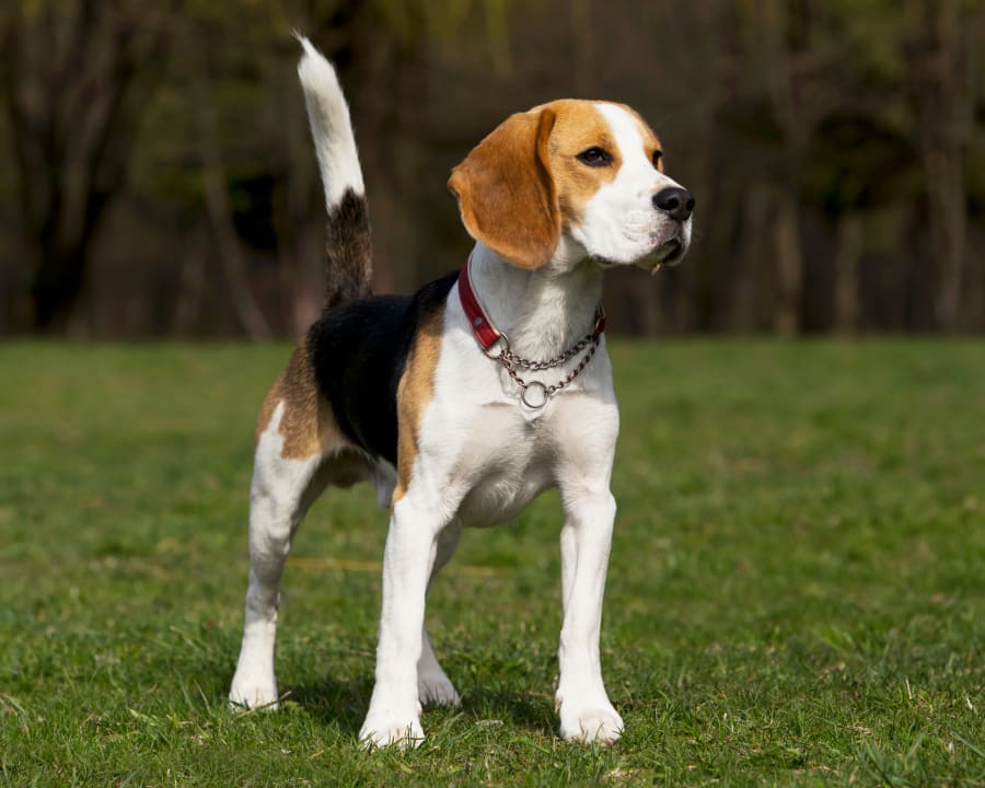 beagle