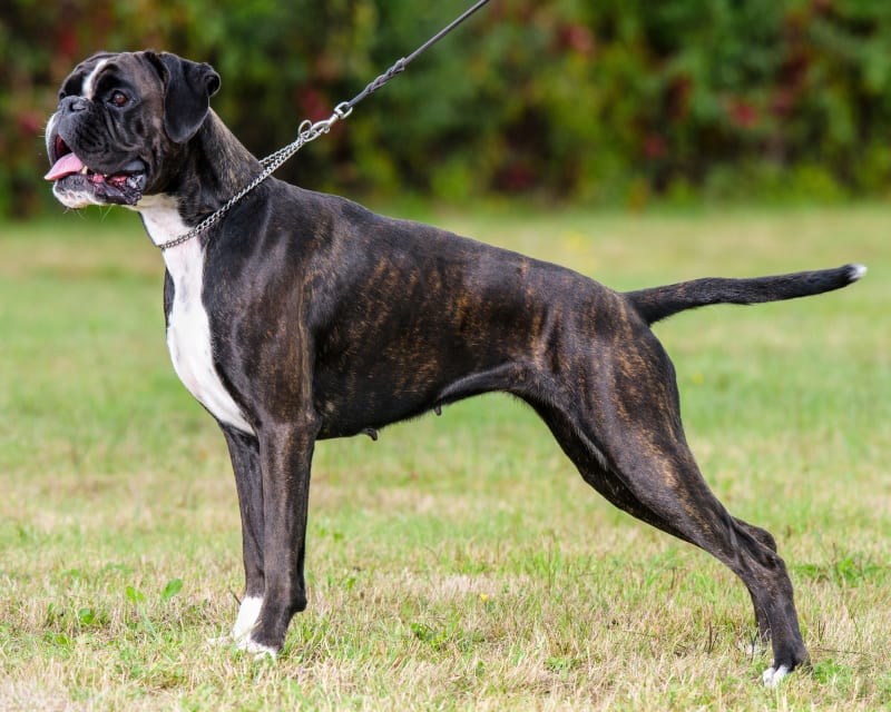 boxer dog