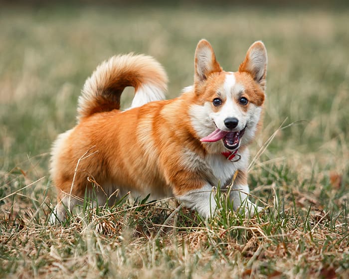 South Mesa Veterinary Hospital in Fort Collins