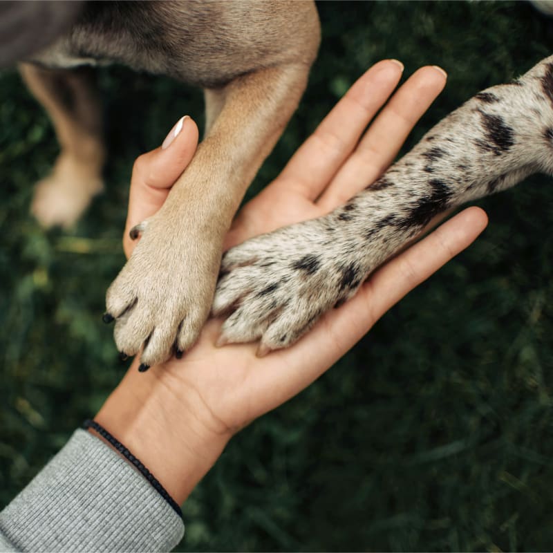 Doggie Day Care Fort Collins