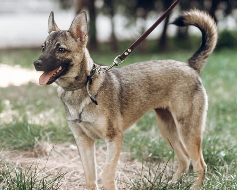 South Mesa Veterinary Hospital | Fort Collins Speciality & Emergency Vet