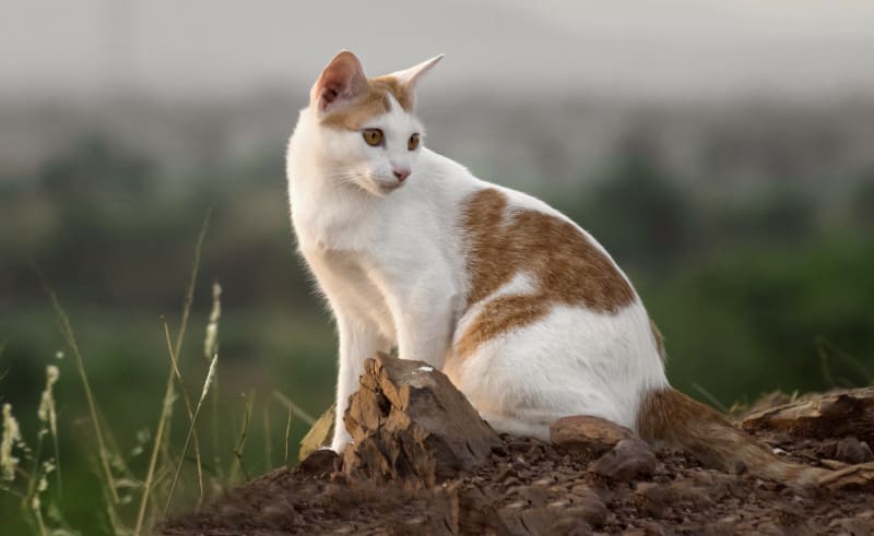  Cat at South Mesa Veterinary Hospital | Fort Collins 