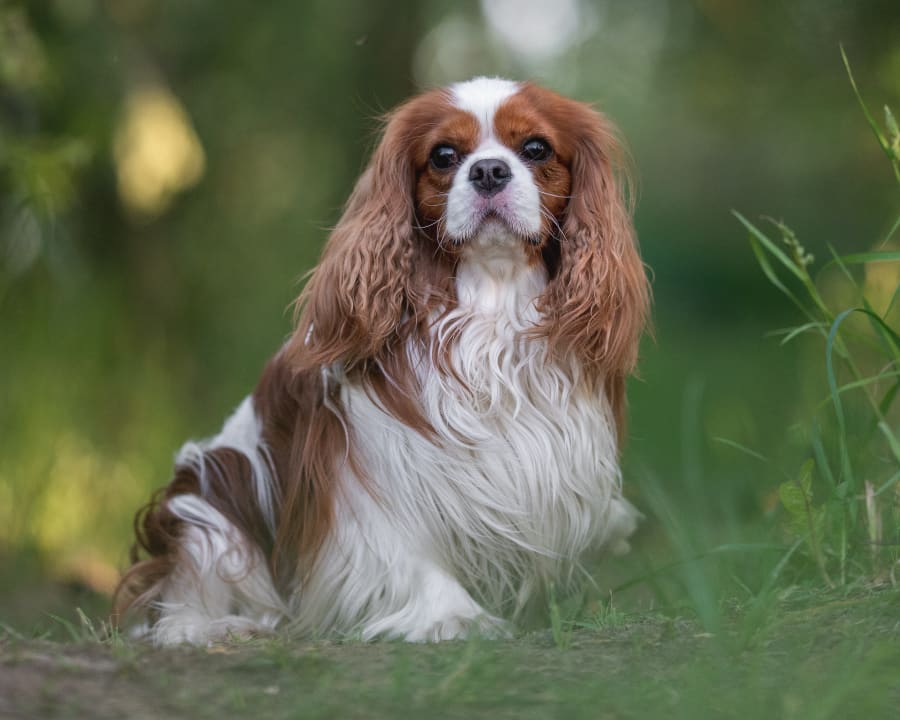 Cavalier King Charles Spaniel