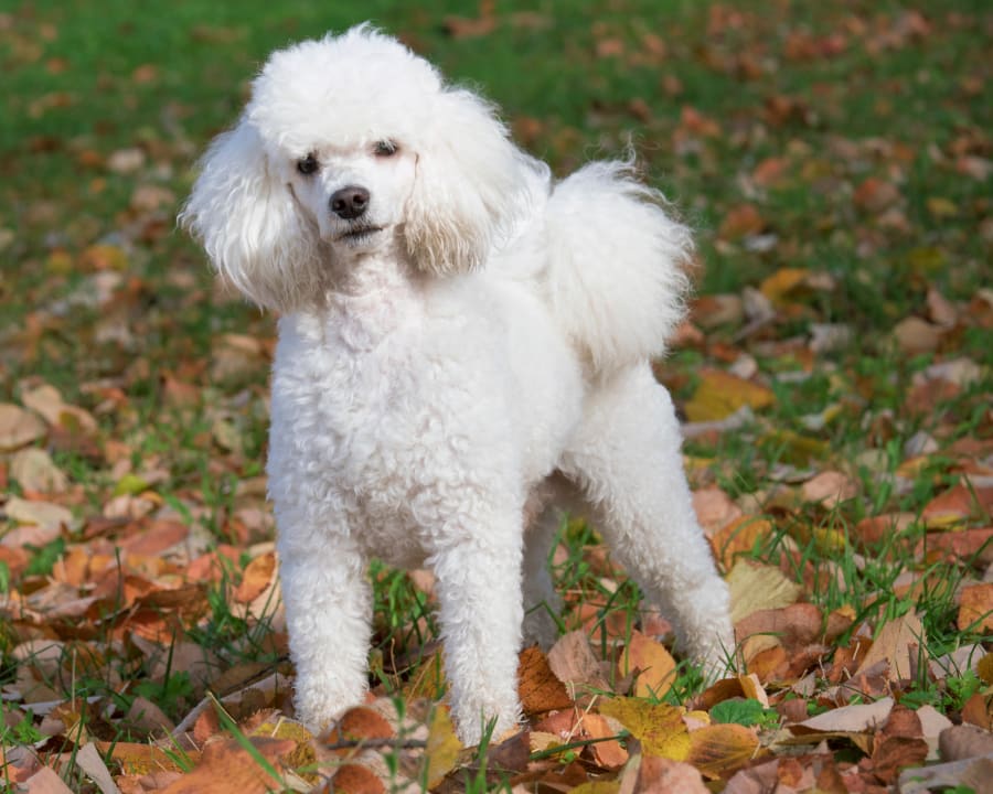 white poodle