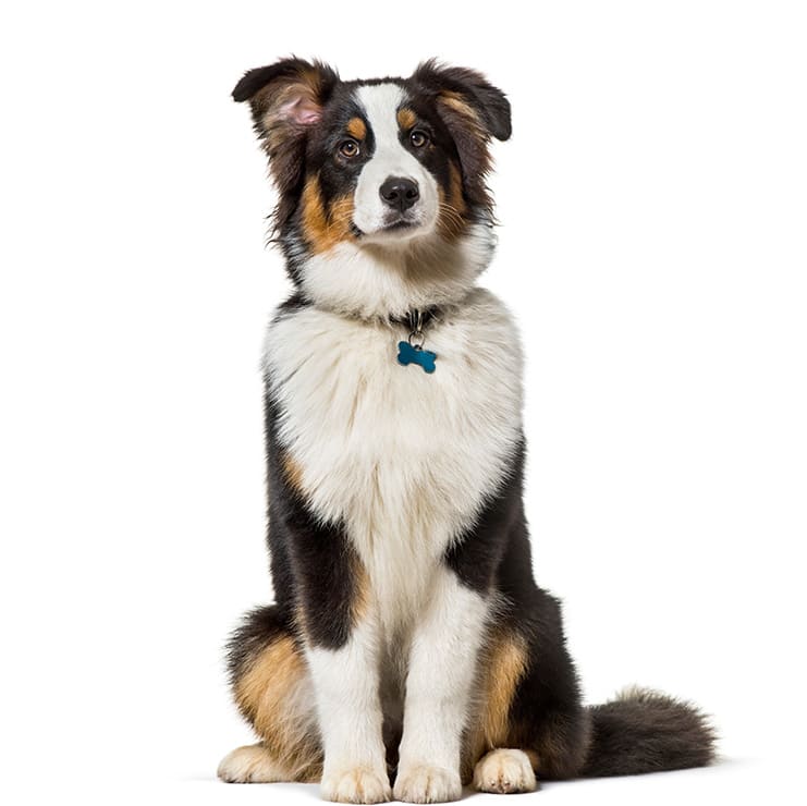 Adult Dog Wellness Plans, South Mesa Veterinary Hospital