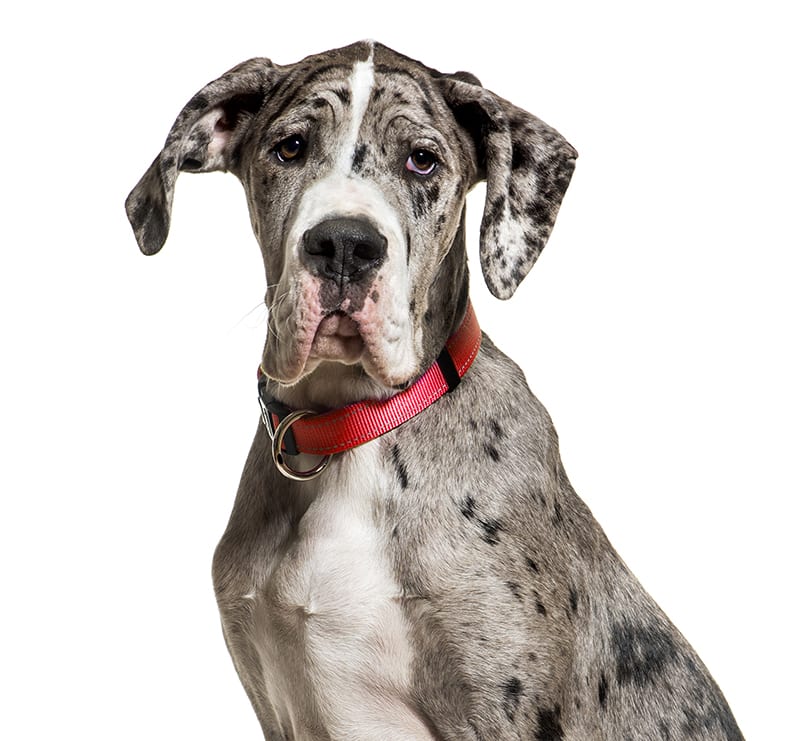 Giant Dogs, South Mesa Veterinary Hospital