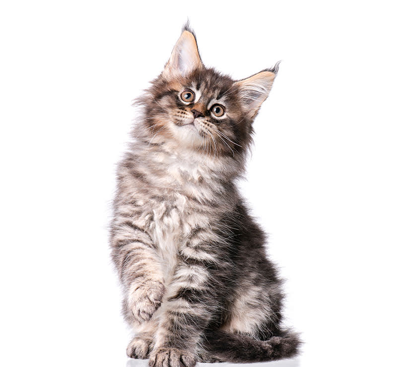 Kitten Wellness Plans, South Mesa Veterinary Hospital