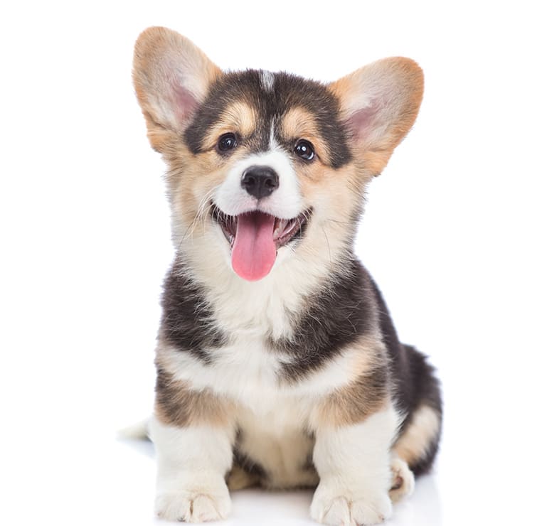 Puppy Wellness Plans, South Mesa Veterinary Hospital
