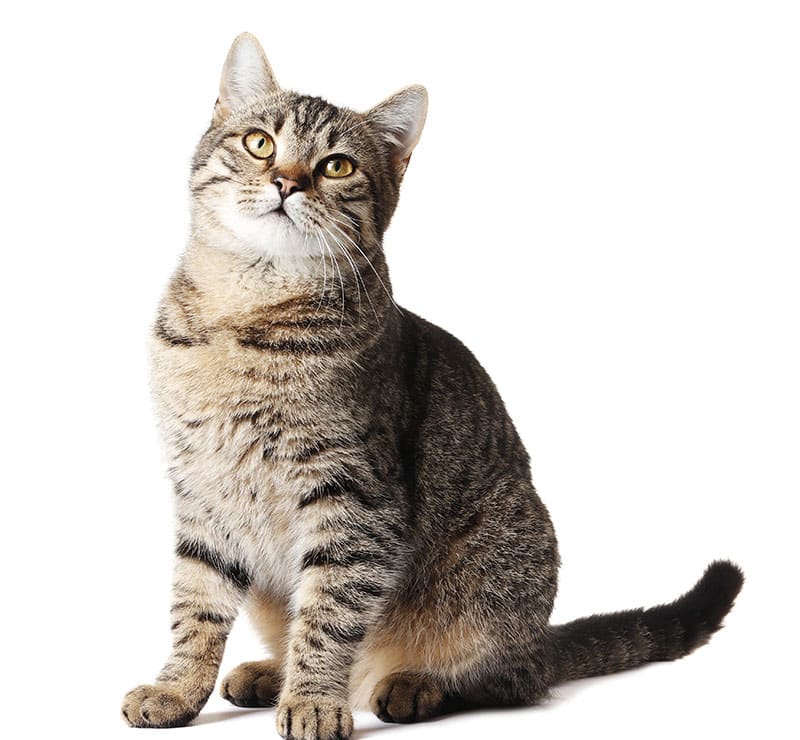 Senior Cats Wellness Plan, South Mesa Veterinary Hospital