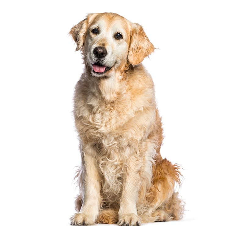 Senior Dog Wellness Plans, South Mesa Veterinary Hospital