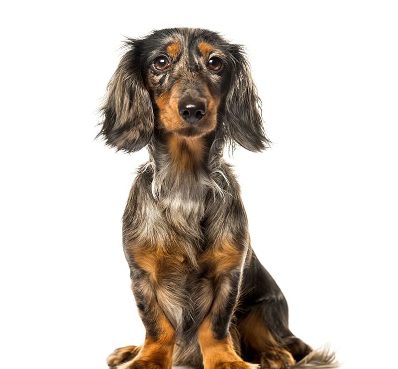 Small Dogs, South Mesa Veterinary Hospital