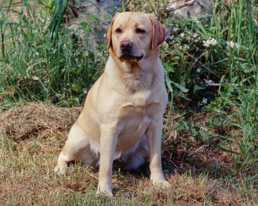 labrador 